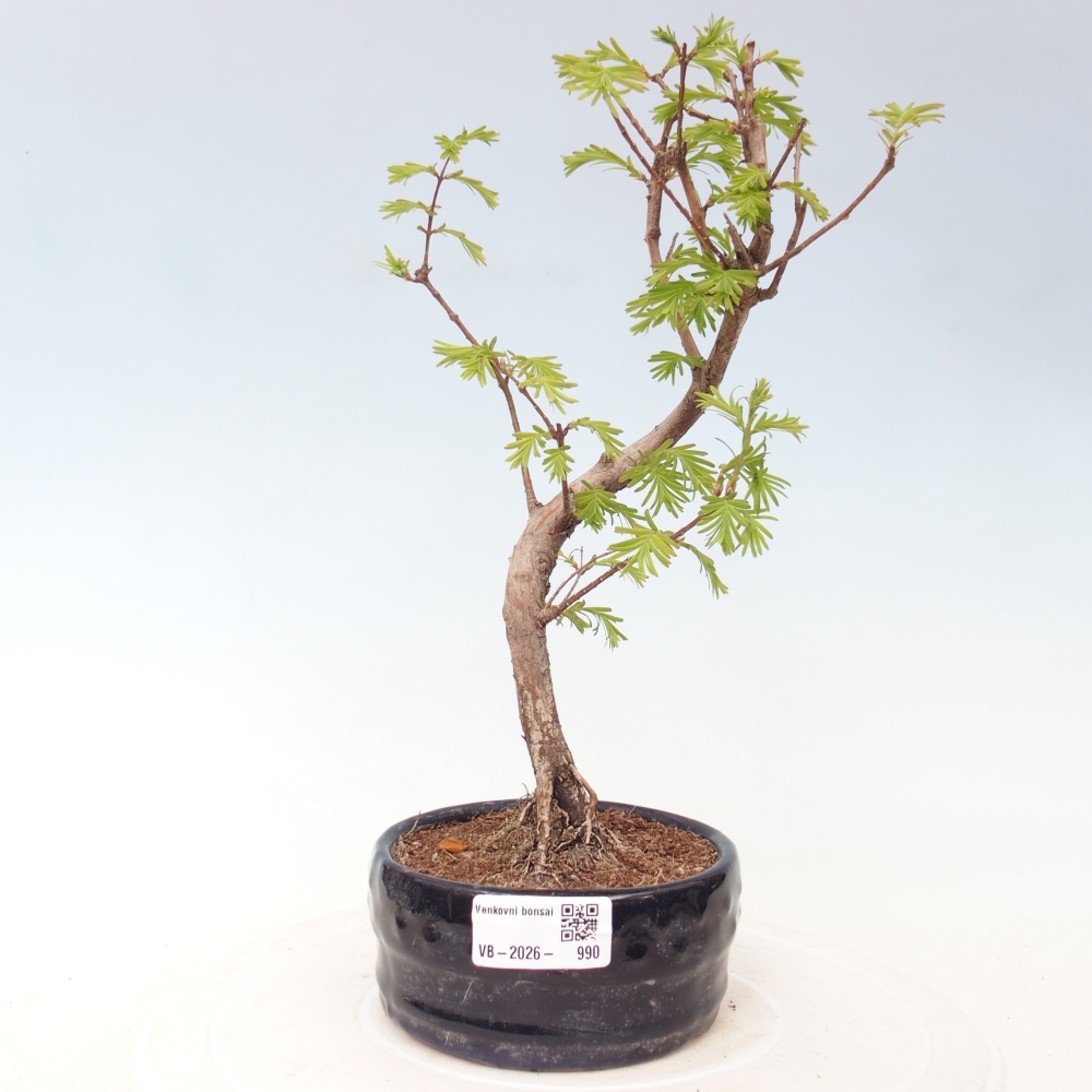 Bonsai für draußen - Metasequoia glyptostroboides - Chinesische Metasequoia