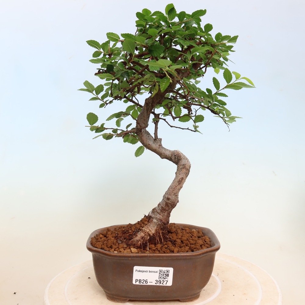 Zimmerbonsai - Ulmus parvifolia - Kleinblättrige Ulme