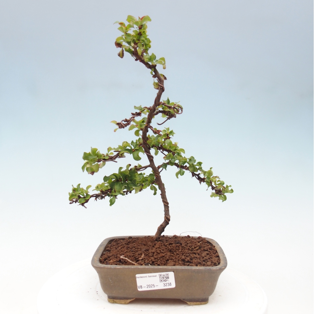 Bonsai für draußen - Chaneomeles s. Red Joy - Quitte