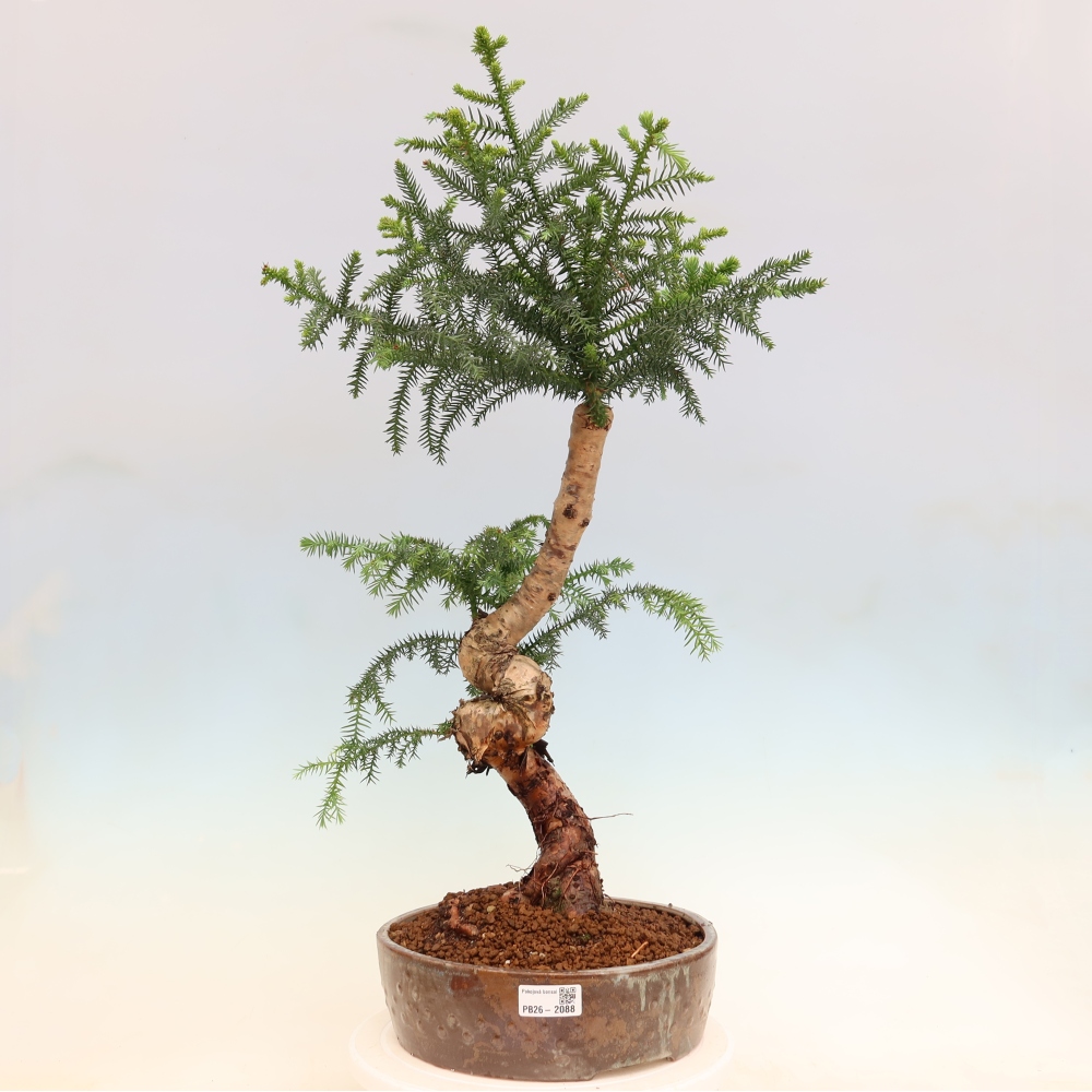 Zimmer Bonsai - Araucaria - Zimmer Fichte