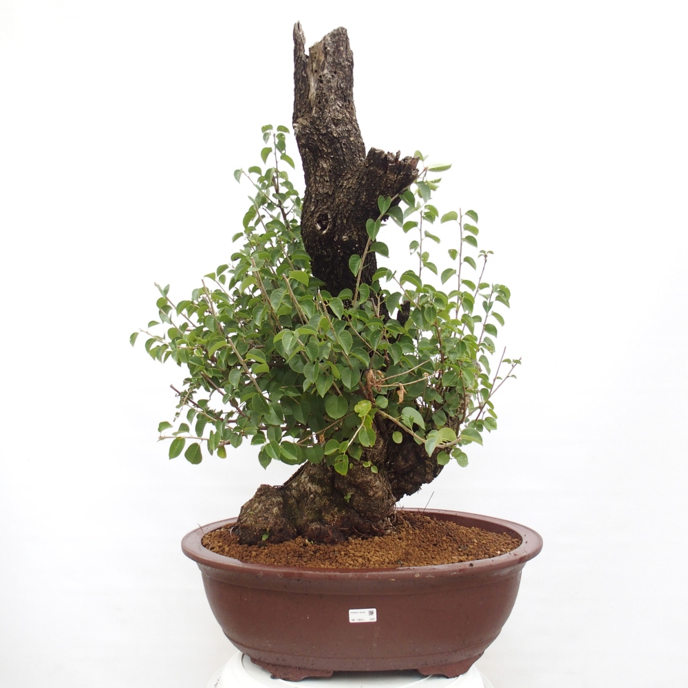 Bonsai für draußen - Mahalebka - Prunus mahaleb