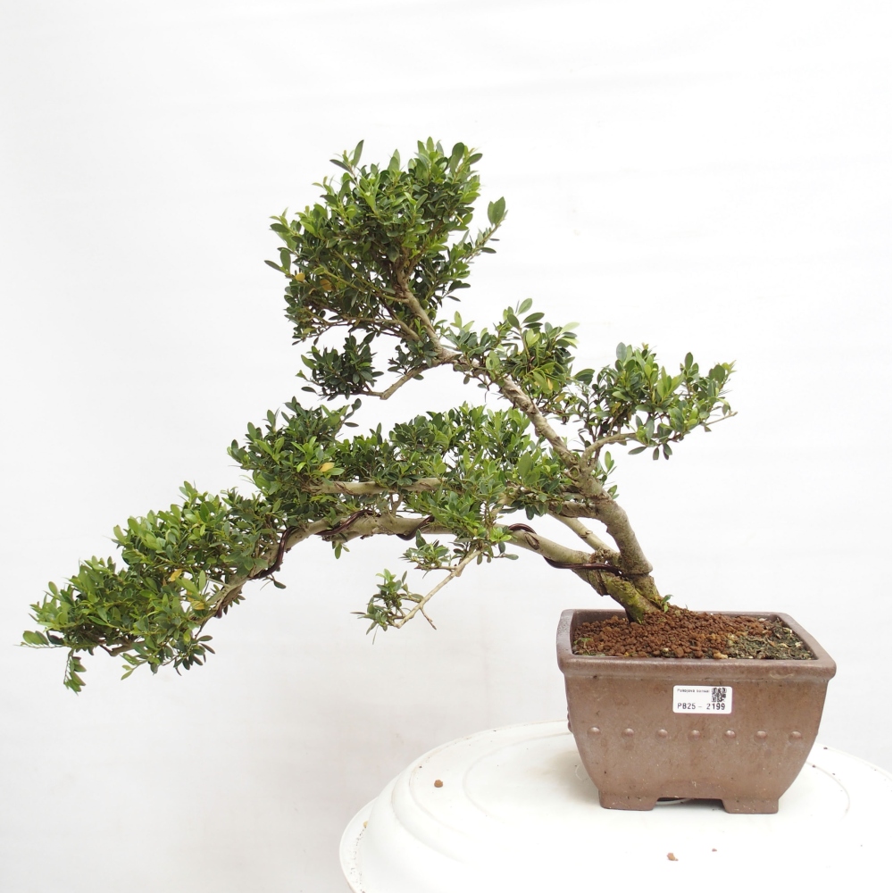 Zimmer Bonsai - Ilex crenata - Stechpalme