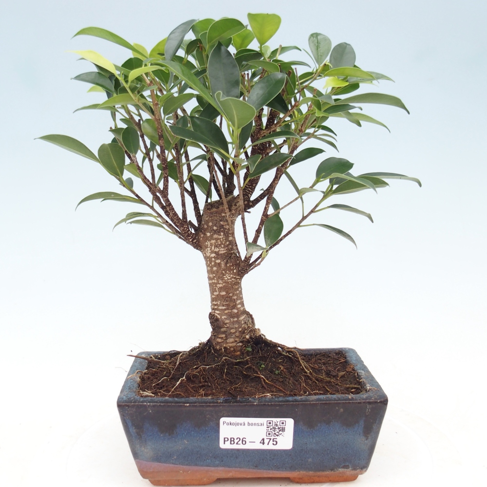 Zimmerbonsai - Ficus retusa - Kleinblättriger Ficus