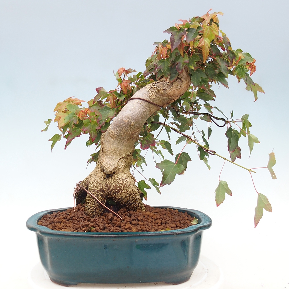 Bonsai für draußen - Acer Buergerianum - Bergahorn