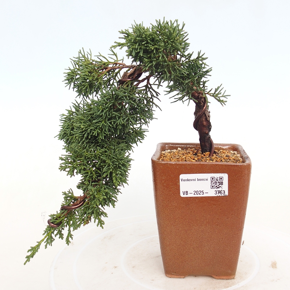 Bonsai für draußen - Juniperus chinensis Kishu