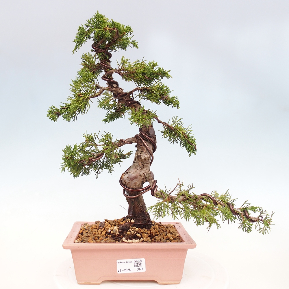 Bonsai für draußen - Juniperus chinensis Itoigawa