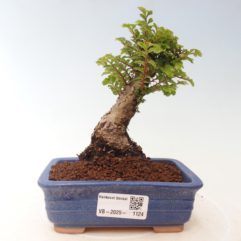 Bonsai für draußen - Ulmus parvifolia Sagei - Kleinblättrige Ulme