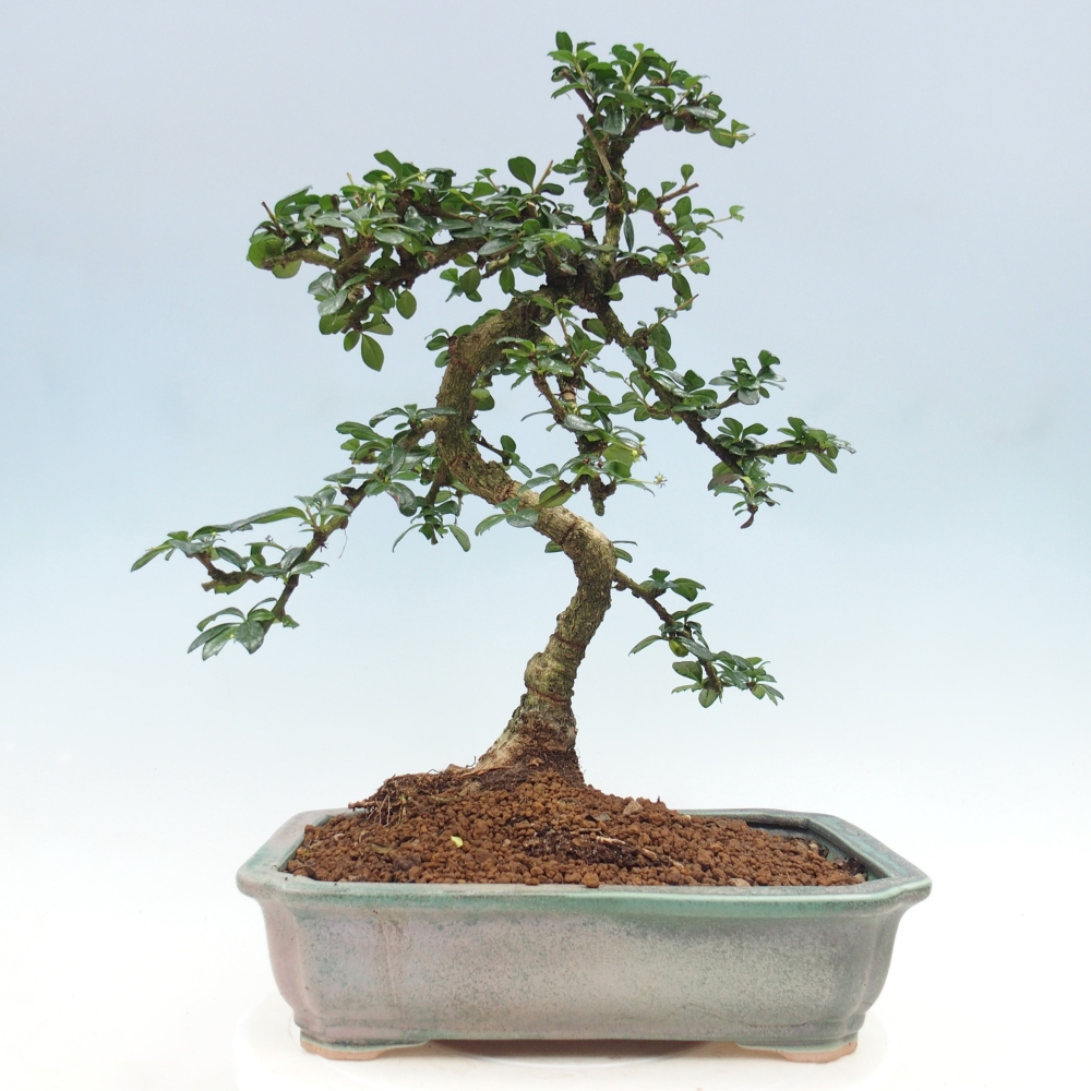 Zimmer-Bonsai - Carmona macrophylla - Tee-Fuki