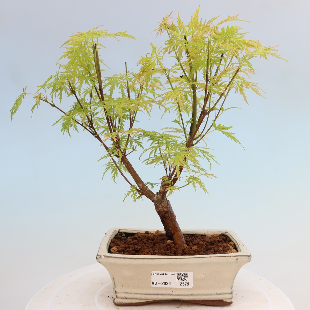 Bonsai für draußen - Acer palmatum Dissectum