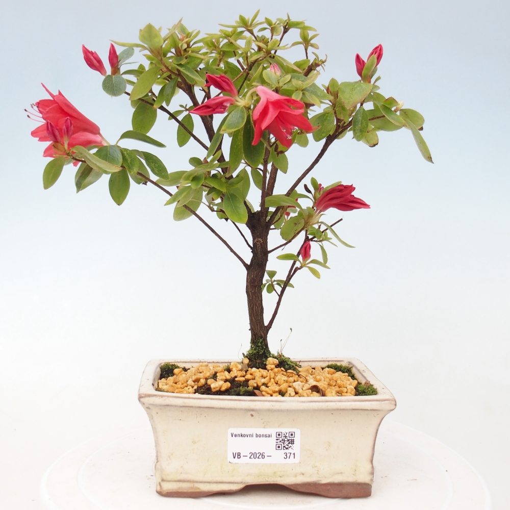 Bonsai für draußen - Japanische Azalee - Azalea sp.