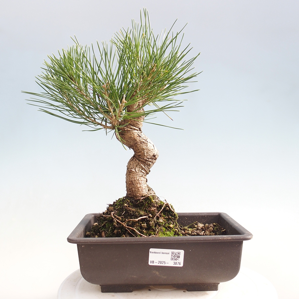 Bonsai für draußen - Pinus thunbergii - Thunberg-Kiefer