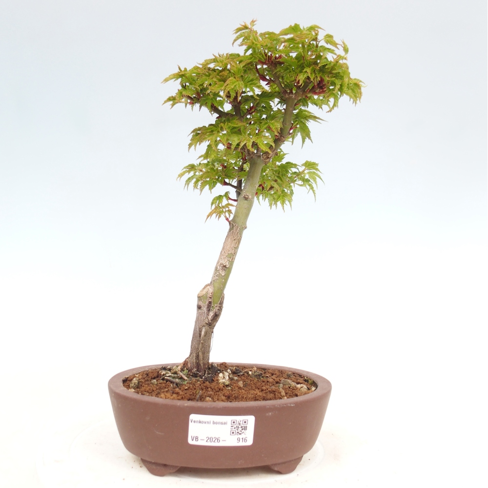 Bonsai für draußen -Javor-Palme Acer palmatum Shishigashira