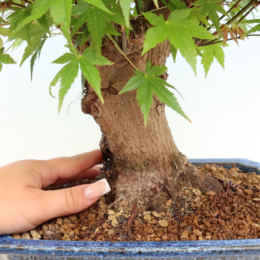 Bonsai für draußen - Ahorn Burger - Acer Burgerianum