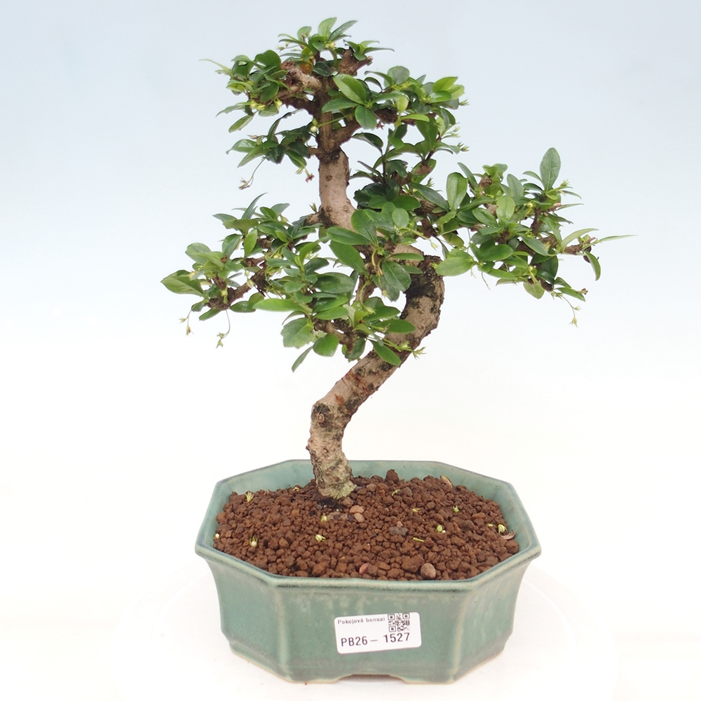 Zimmer-Bonsai - Carmona macrophylla - Tee-Fuki