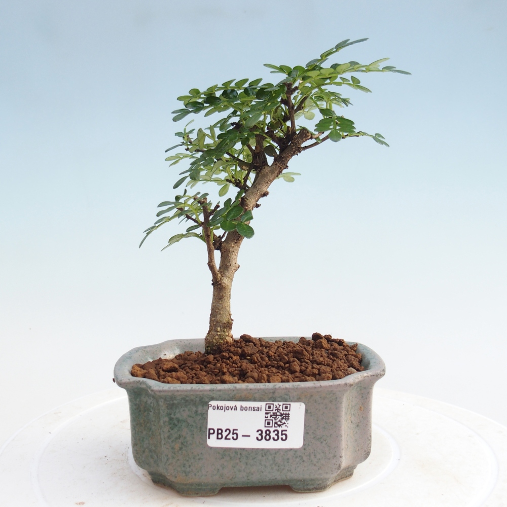 Zimmer Bonsai - Zantoxylum piperitum - Pfefferbaum 