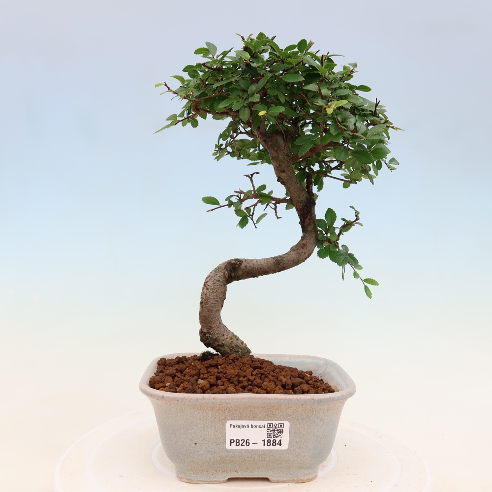 Zimmerbonsai - Ulmus parvifolia - Kleinblättrige Ulme