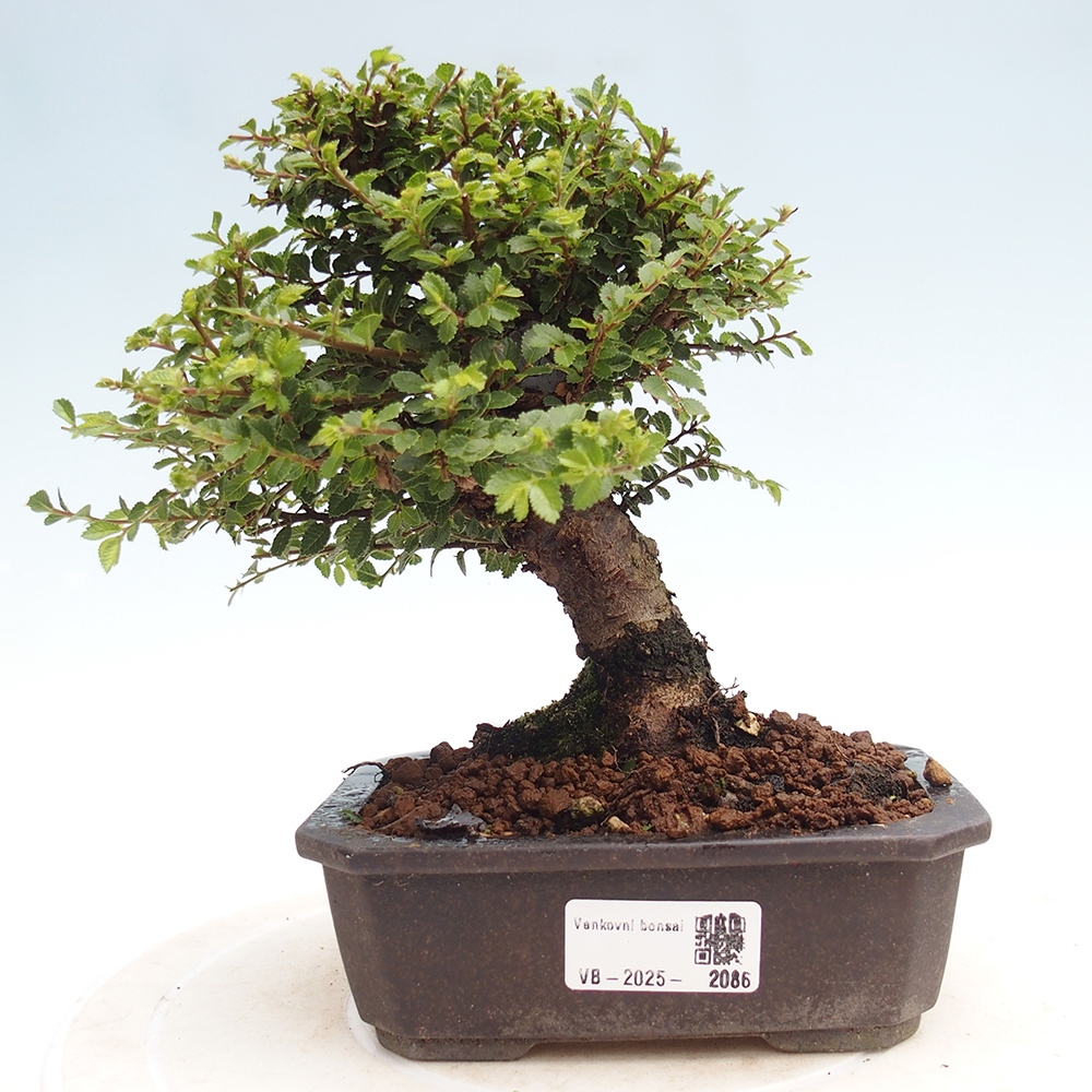Bonsai für draußen - Ulmus parvifolia Hokkaido - Chinesische Ulme