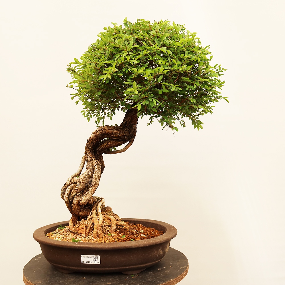 Bonsai für draußen - Zelkova - Zelkova NIRE