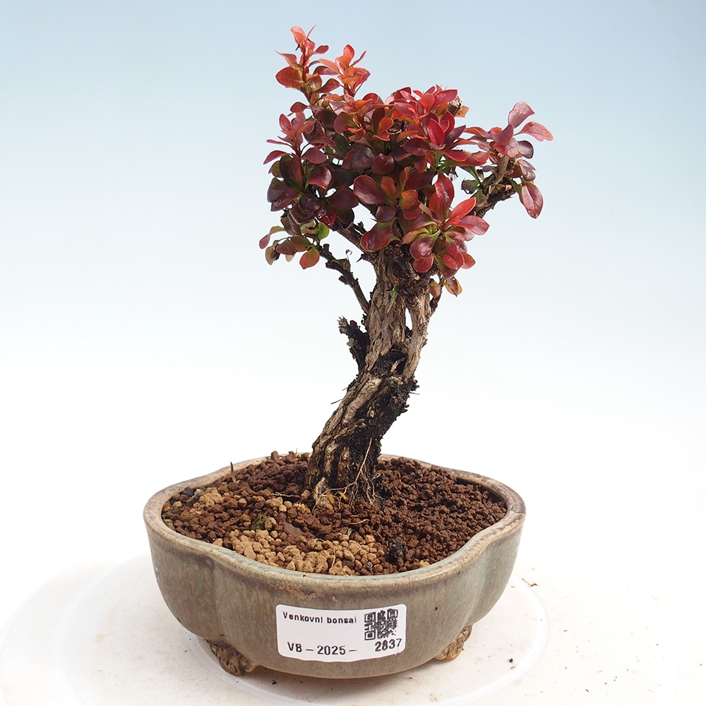 Bonsai für draußen - Berberis Thunbergii Bagatelle
