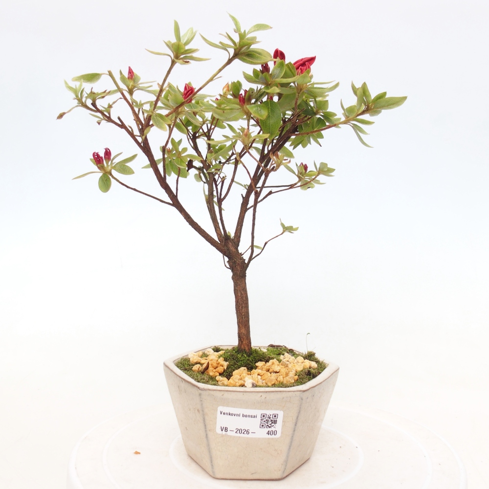 Bonsai für draußen - Japanische Azalee - Azalea sp.