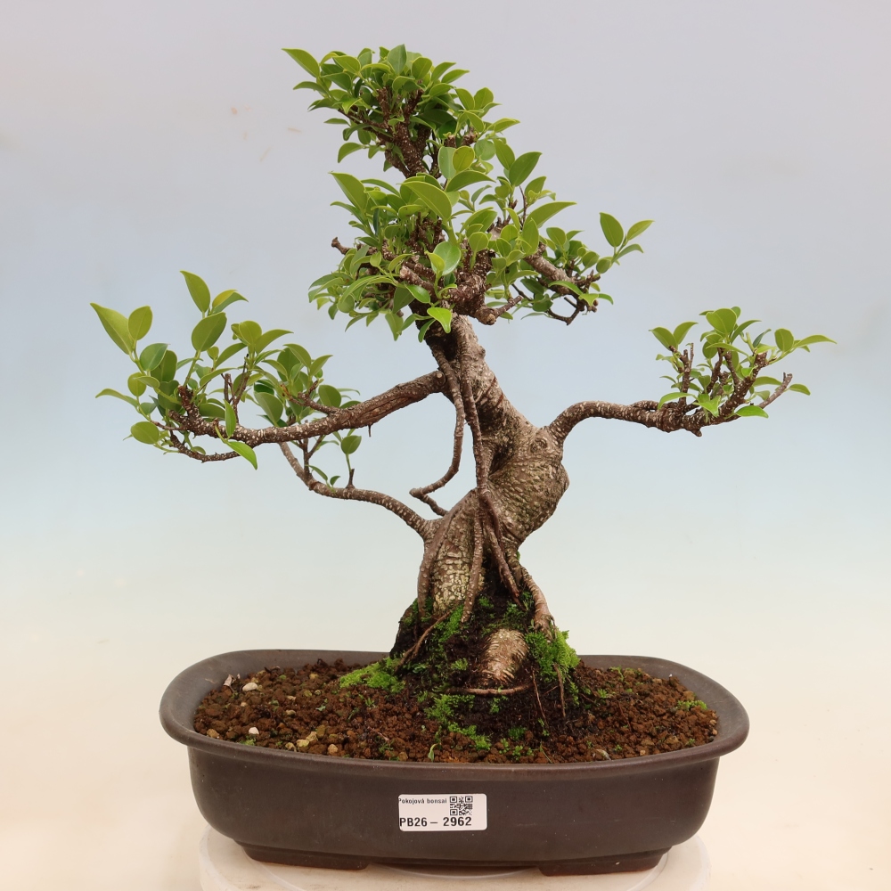 Zimmerbonsai - Ficus kimmen - Kleinblättriger Ficus
