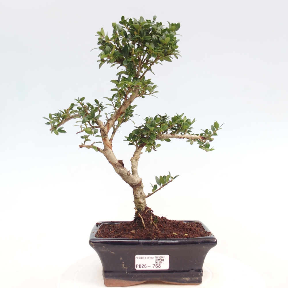 Zimmer Bonsai - Ilex crenata - Stechpalme