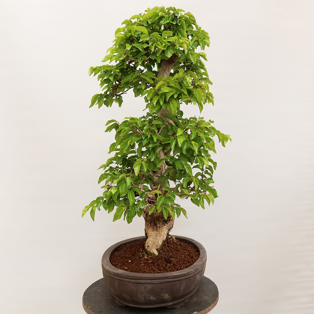 Bonsai für draußen - Karpinus Coreana - Koreanische Hainbuche