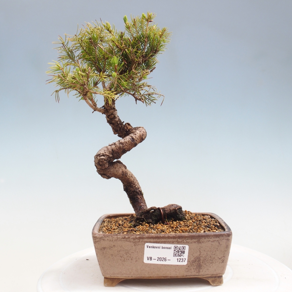 Bonsai für draußen - Fichte - Picea glauca globe