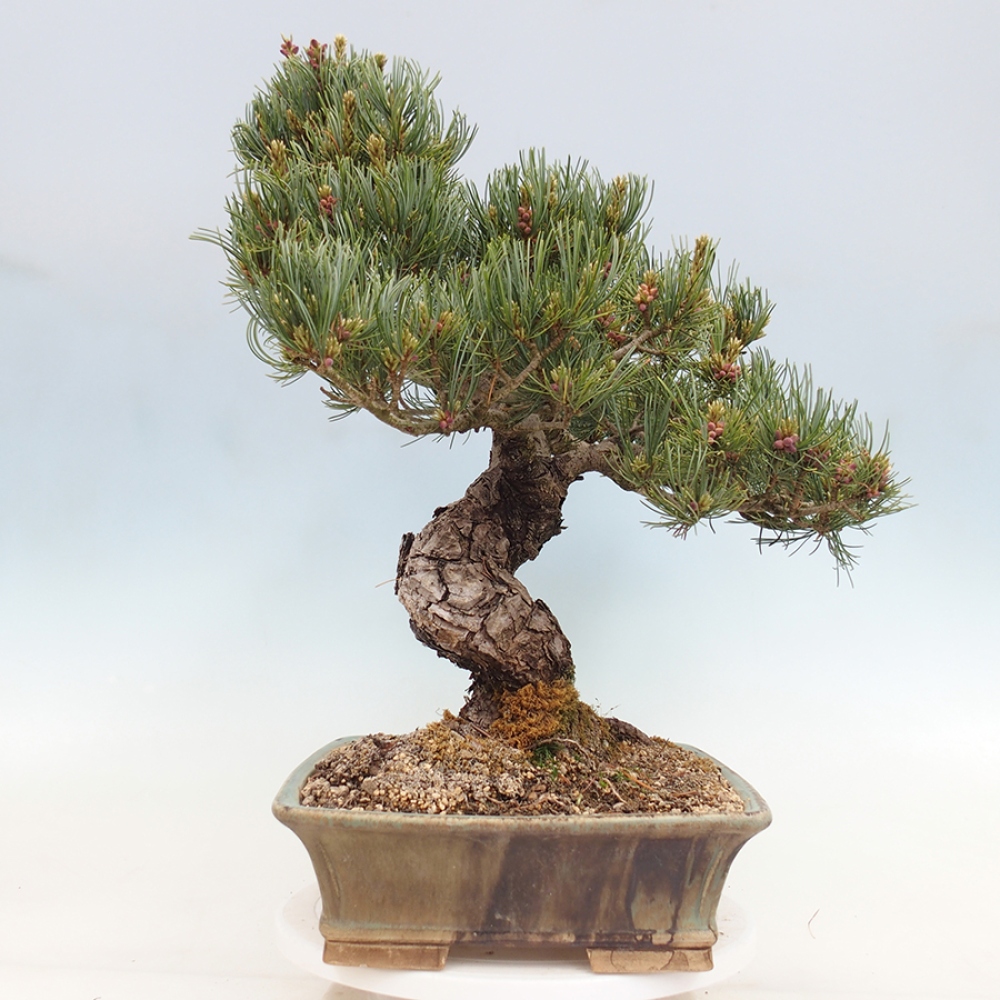Bonsai für draußen - Pinus parviflora - Pinus parviflora