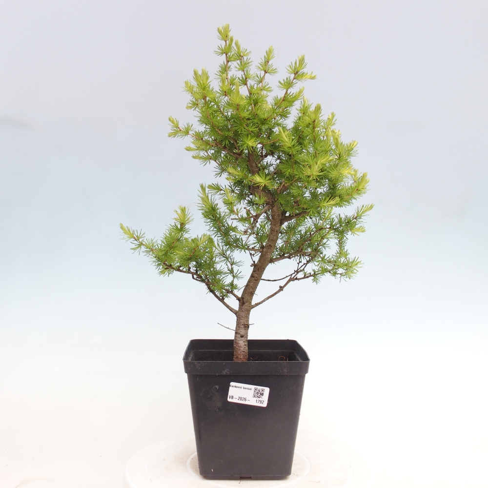 Bonsai für draußen -Larix decidua - Lärche