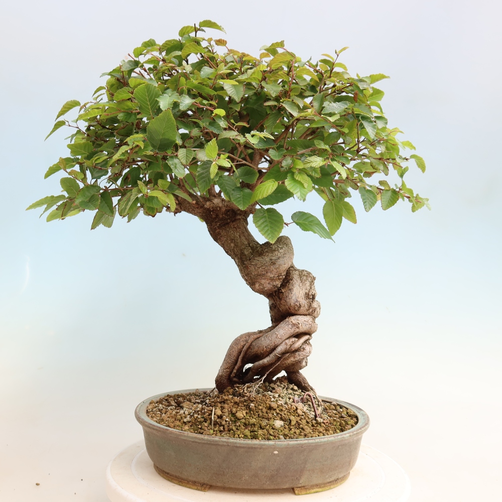 Bonsai für draußen -Carpinus CARPINOIDES - Koreanische Hainbuche