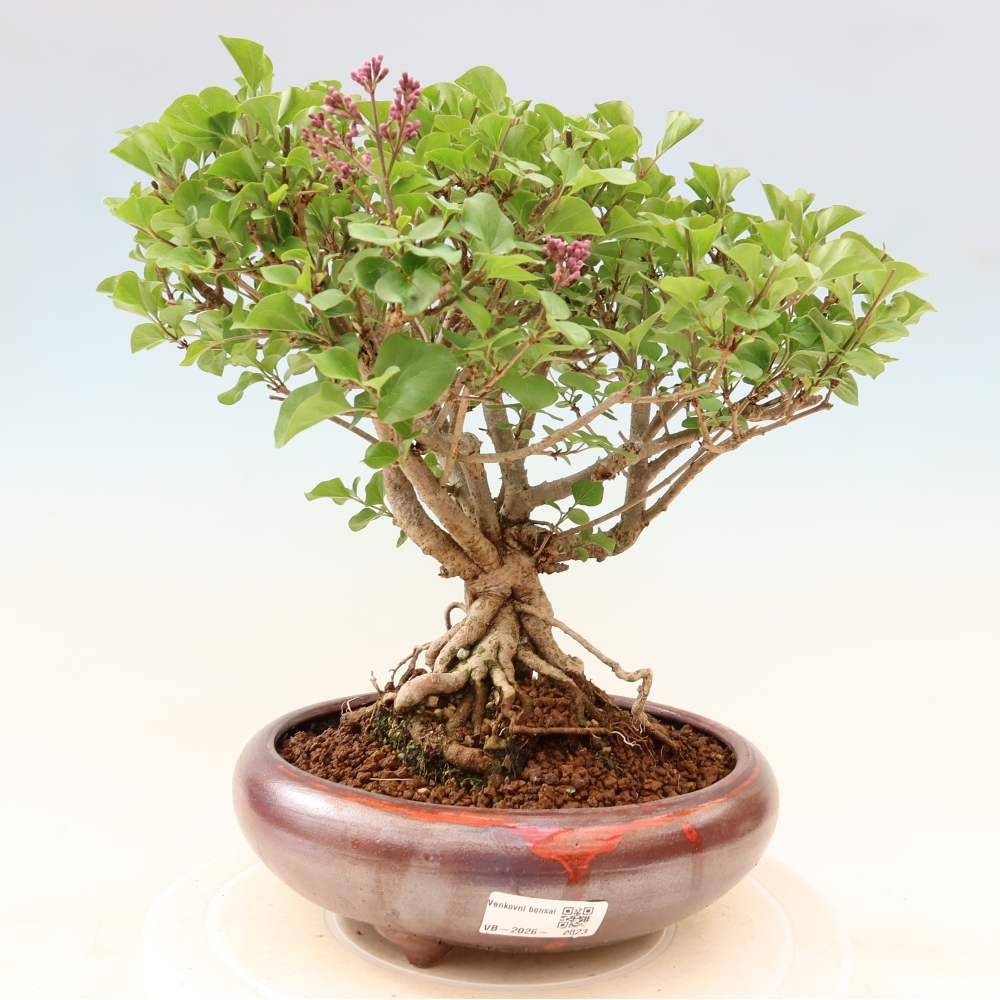 Bonsai für draußen - Syringa microphylla - Kleinblütiger Flieder
