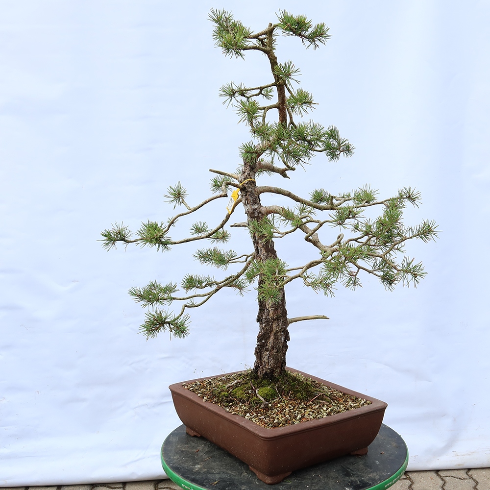 Pinus sylvestris Spanien – Waldkiefer