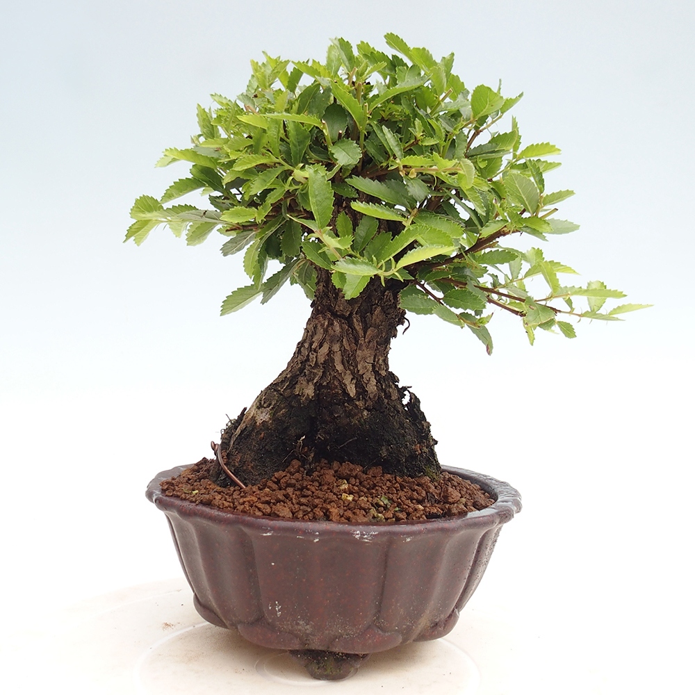 Bonsai für draußen - Zelkova - Zelkova NIRE