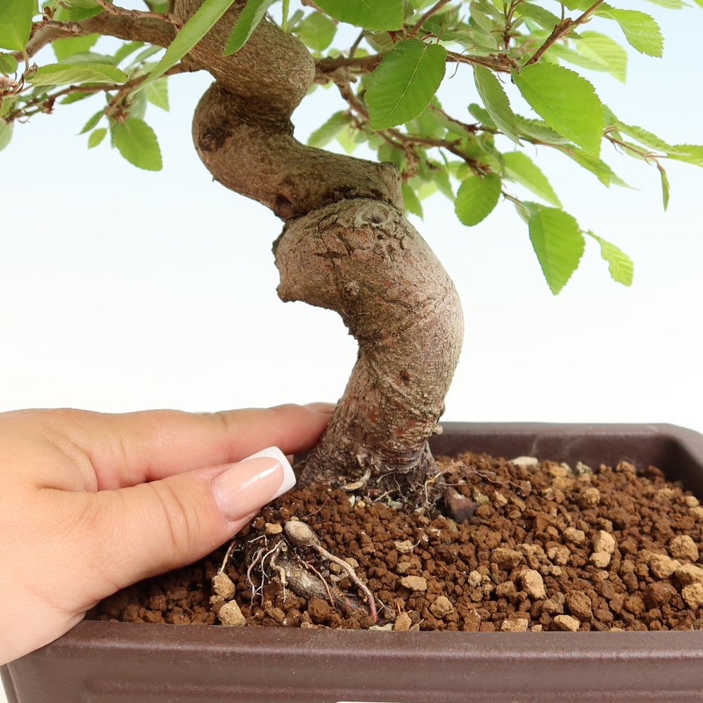 Bonsai für draußen - Karpinus Coreana - Koreanische Hainbuche