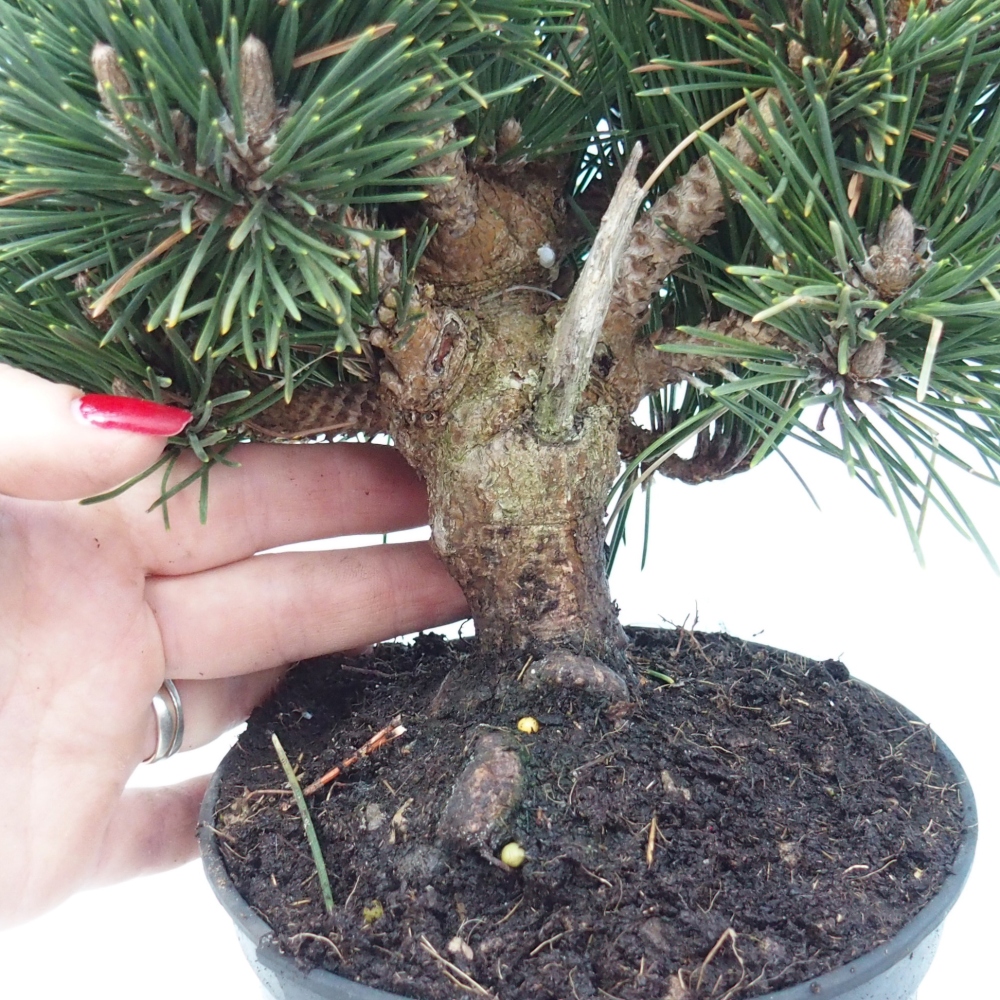 Bonsai für draußen - Pinus thunbergii senjyumaru - Thunberg-Kiefer