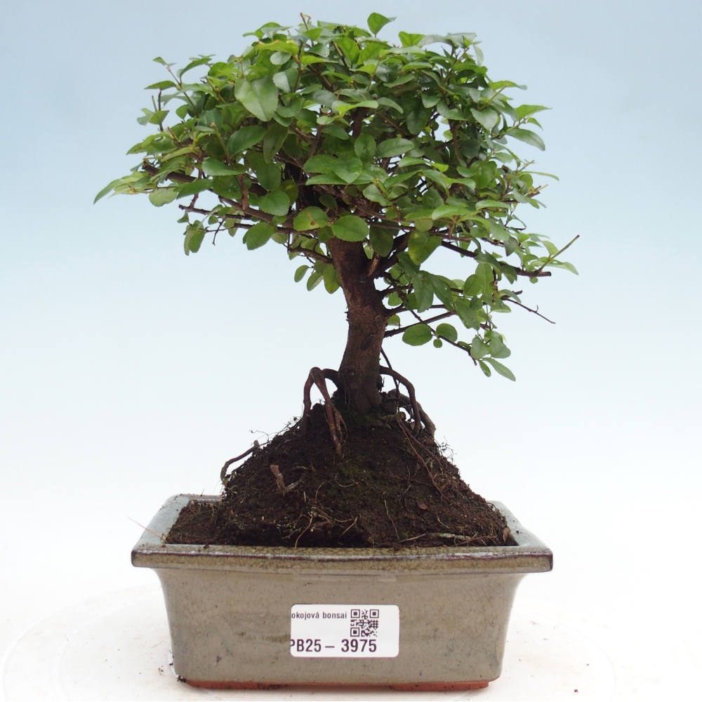 Zimmer Bonsai - Sageretia thea - Sageretia thea