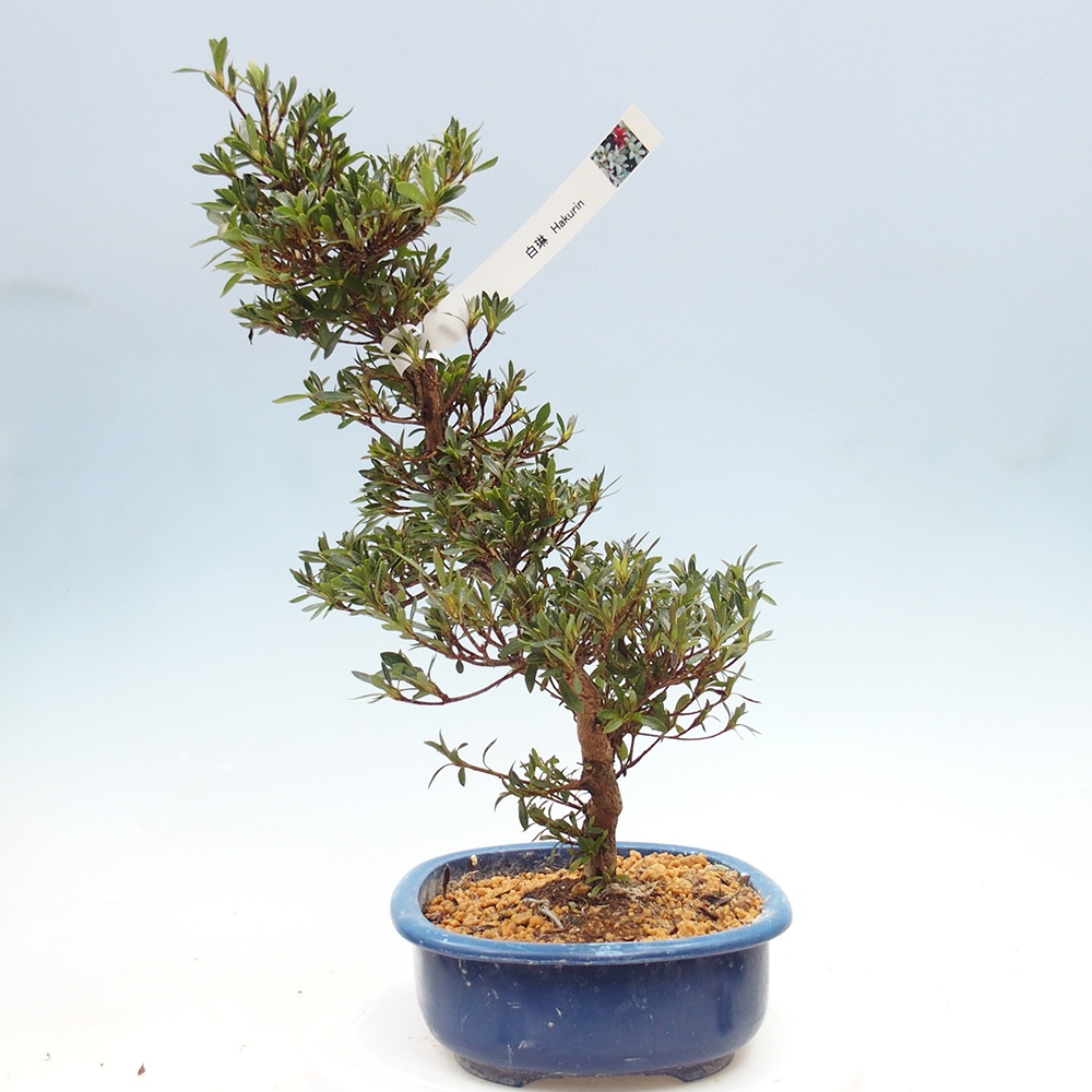 Bonsai für draußen - Japanische Azalee - Azalea Hakurin
