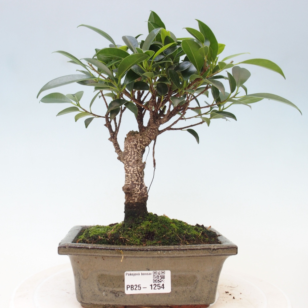 Zimmerbonsai - Ficus retusa - Kleinblättriger Ficus