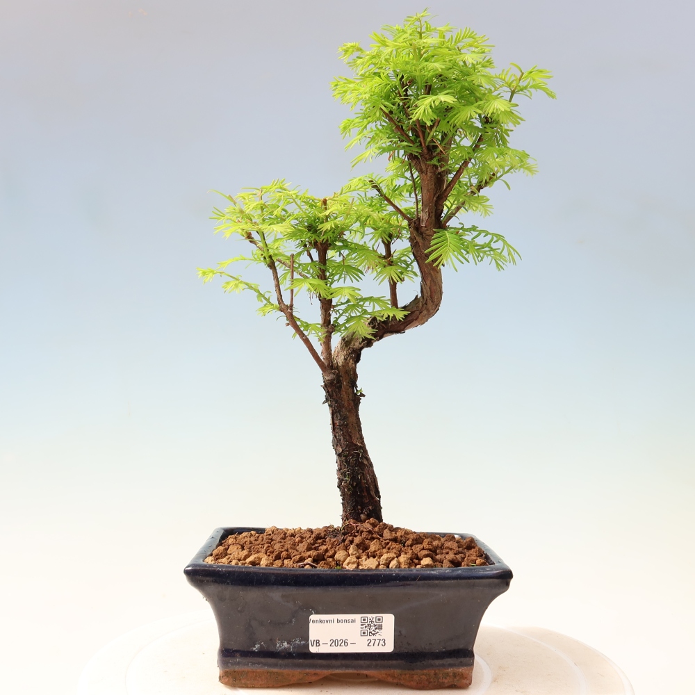 Bonsai für draußen - Metasequoia glyptostroboides - Chinesische Metasequoia