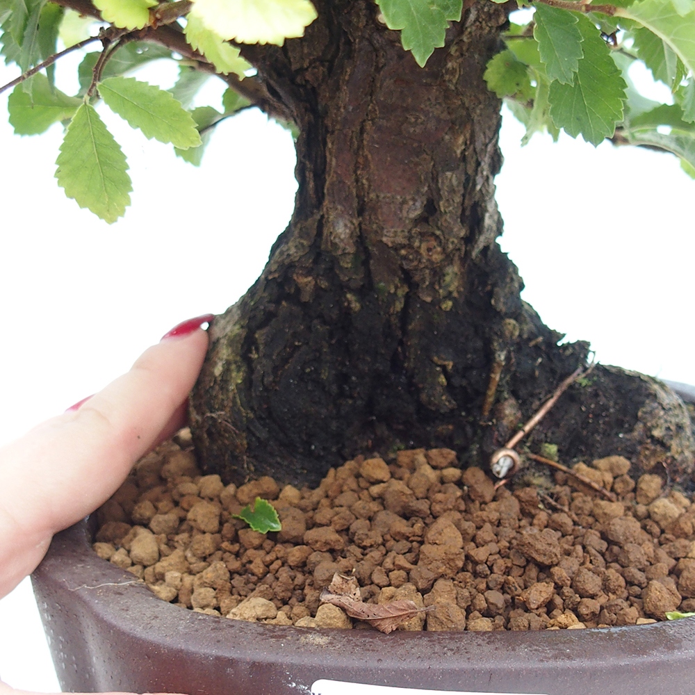 Bonsai für draußen - Zelkova - Zelkova NIRE