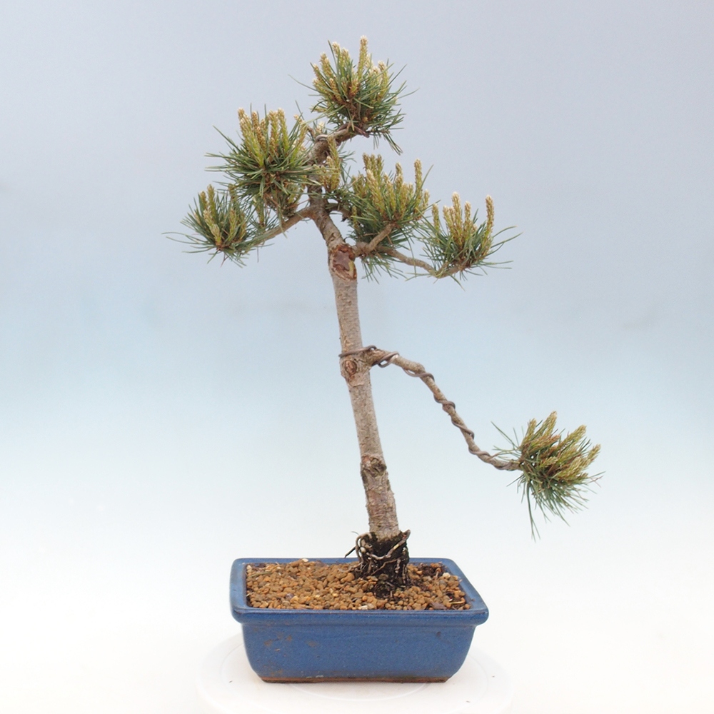 Bonsai für draußen - Pinus Sylvestris Watererri - Waldkiefer
