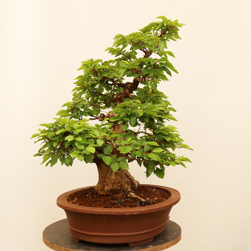Bonsai für draußen - Karpinus Coreana - Koreanische Hainbuche