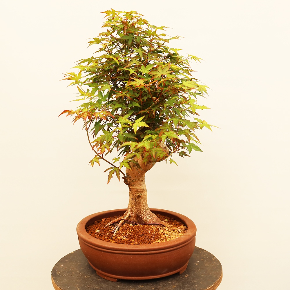 Bonsai für draußen - Ahorn palmatum - Palmen