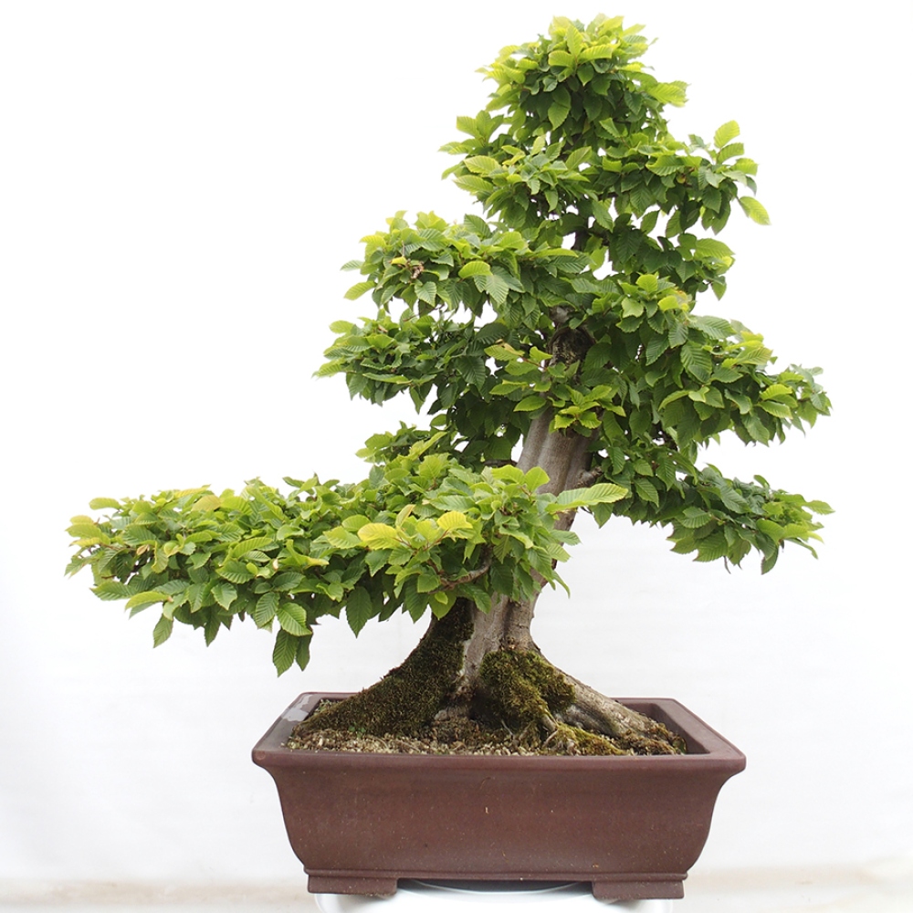 Bonsai für draußen - Hainbuche - Carpinus betulus