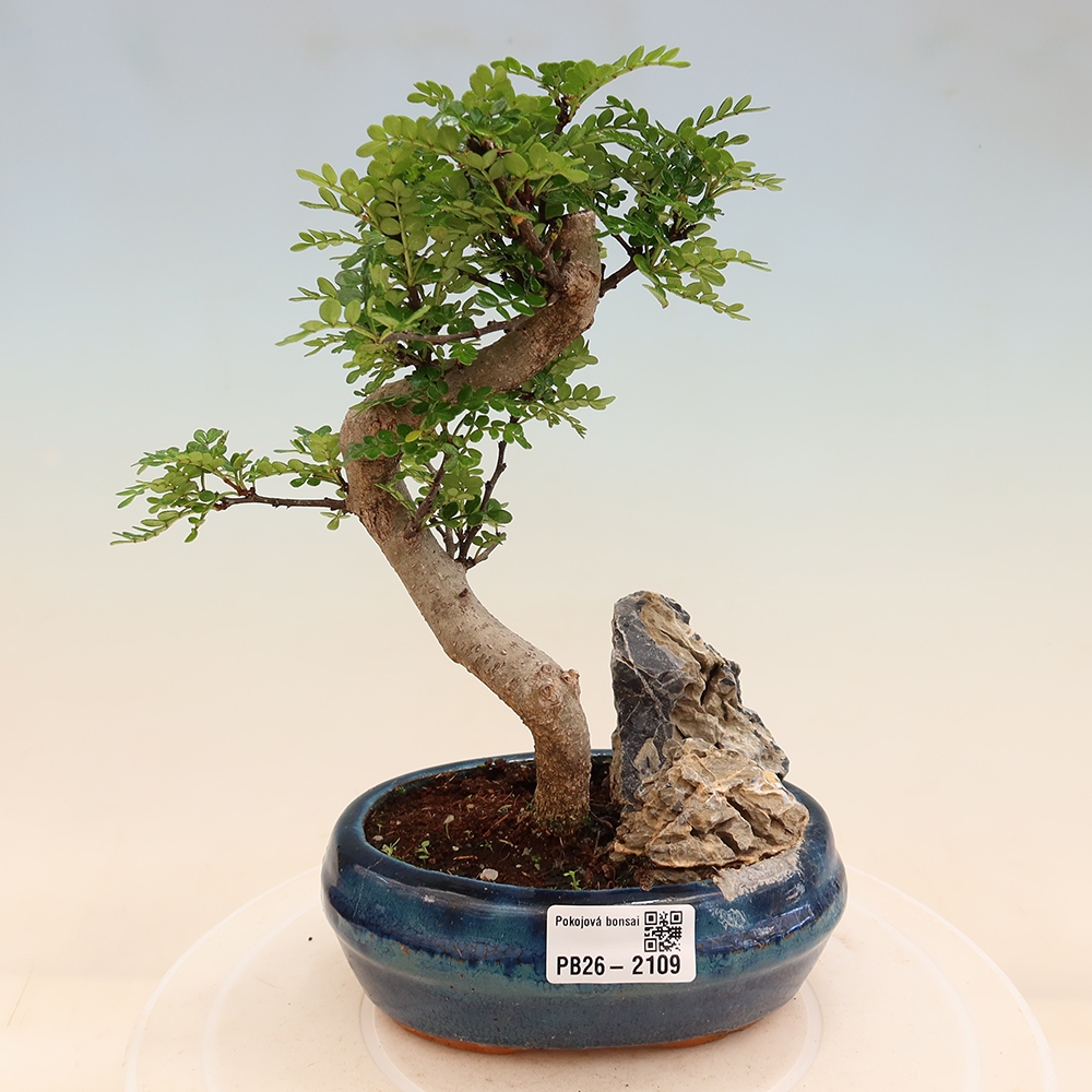 Zimmer Bonsai - Zantoxylum piperitum - Pfefferbaum