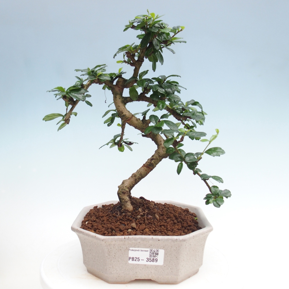 Zimmer-Bonsai - Carmona macrophylla - Tee-Fuki