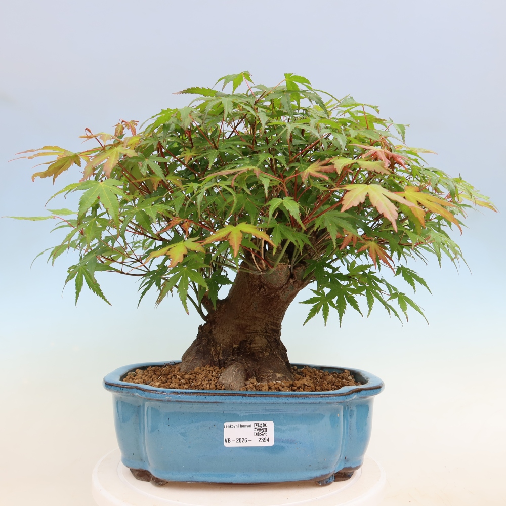 Bonsai für draußen - Ahorn Burger - Acer Burgerianum
