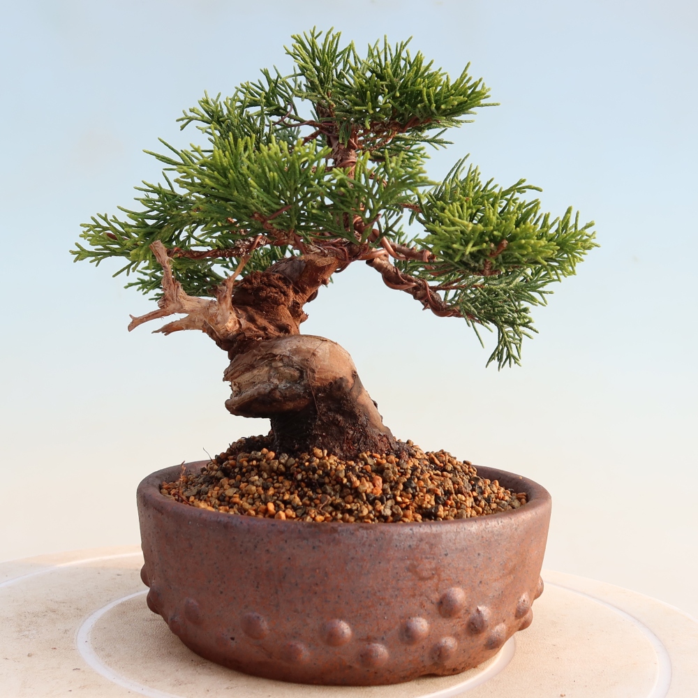 Bonsai für draußen - Juniperus chinensis Itoigawa