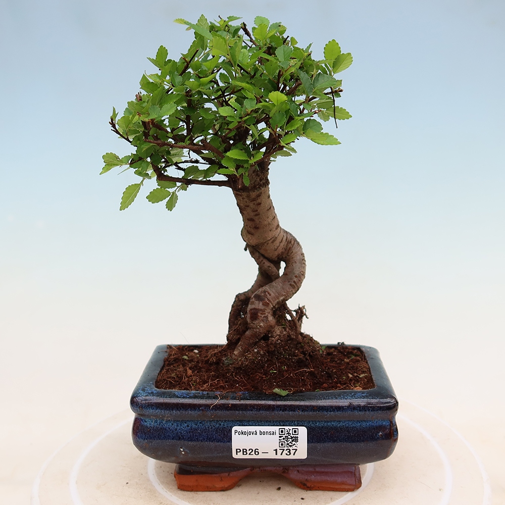 Zimmerbonsai - Ulmus parvifolia - Kleinblättrige Ulme